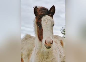 Pony Islandese, Giumenta, Puledri (05/2025), 140 cm, Pezzato