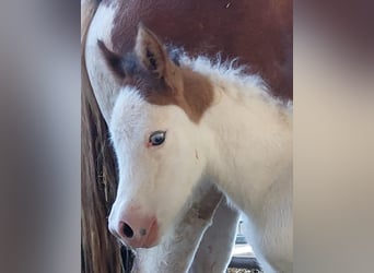 Pony Islandese, Giumenta, Puledri (05/2025), 140 cm, Pezzato