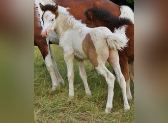 Pony Islandese, Giumenta, Puledri (05/2025), 140 cm, Pezzato