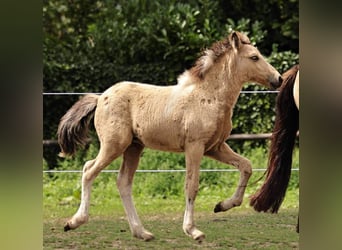 Pony Islandese, Giumenta, Puledri
 (05/2023), 140 cm, Pezzato