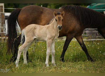 Pony Islandese, Giumenta, , 144 cm, Falbo