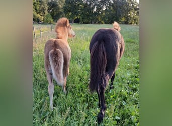 Pony Islandese, Giumenta, Puledri (03/2025), 145 cm, Morello