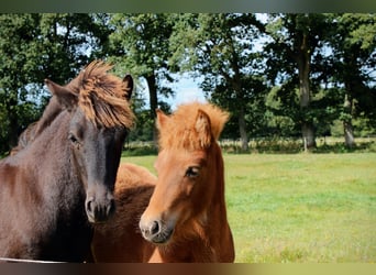 Pony Islandese, Giumenta, Puledri (03/2025), 145 cm, Morello
