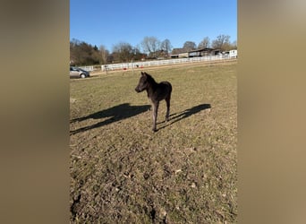 Pony Islandese, Giumenta, Puledri (01/2026), 145 cm, Morello