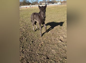Pony Islandese, Giumenta, Puledri (01/2026), 145 cm, Morello