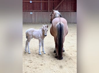 Pony Islandese, Giumenta, Puledri (01/2025), 145 cm, Palomino