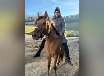 Pony Islandese, Giumenta, Puledri (01/2025), 145 cm, Palomino