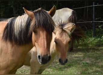 Pony Islandese, Giumenta, Puledri (01/2025), 145 cm, Palomino