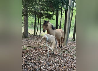 Pony Islandese, Giumenta, Puledri (01/2025), 145 cm, Palomino