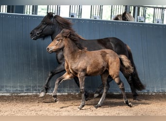Pony Islandese, Giumenta, Puledri (06/2026), Baio