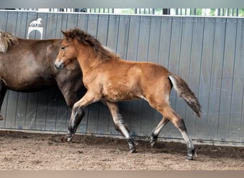 Pony Islandese, Giumenta, Puledri (05/2026), Baio