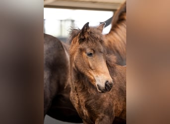 Pony Islandese, Giumenta, Puledri (06/2026), Baio