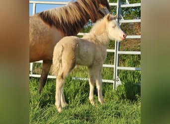 Pony Islandese, Giumenta, Puledri (04/2026), Bianco