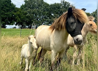 Pony Islandese, Giumenta, Puledri (01/2025)
