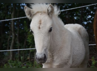 Pony Islandese, Giumenta, Puledri (01/2025)