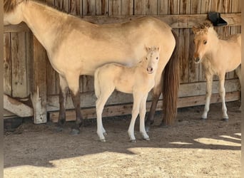Pony Islandese, Giumenta, Puledri (01/2025)