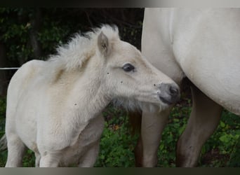 Pony Islandese, Giumenta, Puledri (01/2025)