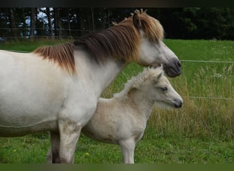 Pony Islandese, Giumenta, Puledri (01/2025)