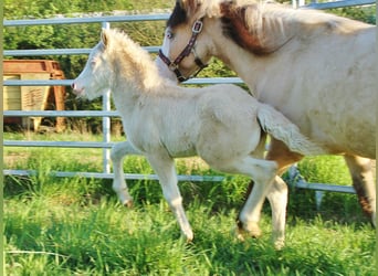 Pony Islandese, Giumenta, Puledri (04/2026), Falbo