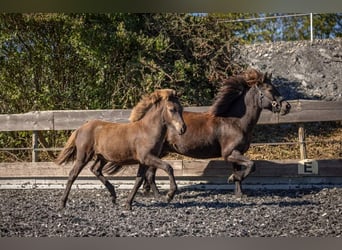 Pony Islandese, Giumenta, Puledri
 (05/2023), Morello