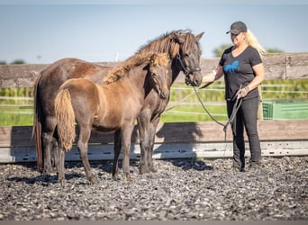 Pony Islandese, Giumenta, Puledri
 (05/2023), Morello