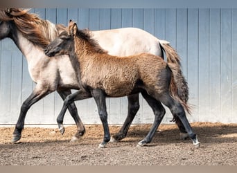 Pony Islandese, Giumenta, Puledri (07/2026), Morello