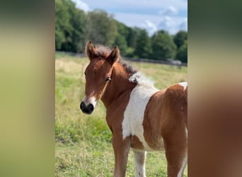 Pony Islandese, Giumenta, Puledri (07/2026), Pezzato