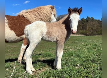 Pony Islandese, Giumenta, Puledri (04/2026), Pezzato
