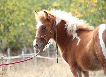 Pony Islandese, Giumenta, Puledri
 (01/2023), Tobiano-tutti i colori