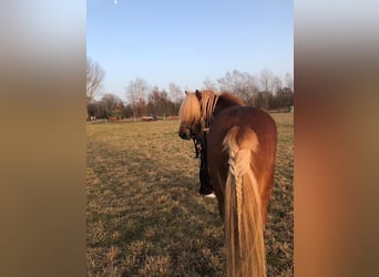 Pony Islandese, Stallone, 10 Anni, 138 cm, Sauro