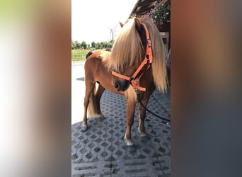 Pony Islandese, Stallone, 10 Anni, 138 cm, Sauro