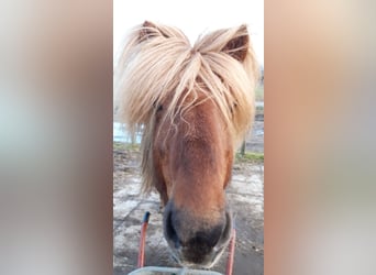 Pony Islandese, Stallone, 10 Anni, 138 cm, Sauro