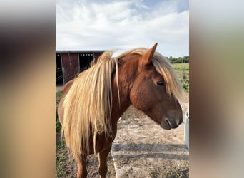 Pony Islandese, Stallone, 10 Anni, 138 cm, Sauro