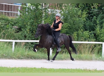 Pony Islandese, Stallone, 11 Anni, 142 cm, Morello