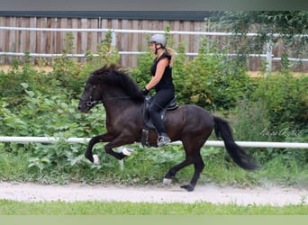 Pony Islandese, Stallone, 11 Anni, 142 cm, Morello