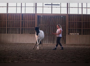 Pony Islandese, Stallone, 12 Anni, 137 cm, Pezzato