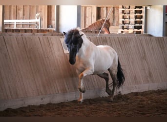 Pony Islandese, Stallone, 12 Anni, 137 cm, Pezzato