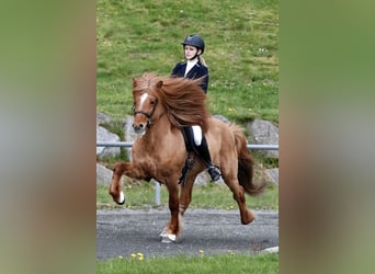 Pony Islandese, Stallone, 12 Anni, 145 cm, Falbo