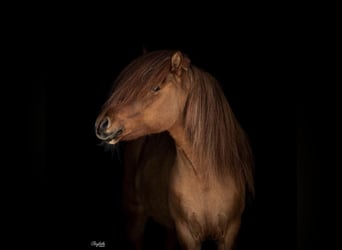 Pony Islandese, Stallone, 12 Anni, 145 cm, Falbo