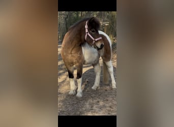 Pony Islandese Mix, Stallone, 13 Anni, 122 cm, Pezzato