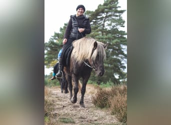 Pony Islandese, Stallone, 13 Anni, 141 cm