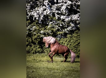 Pony Islandese, Stallone, 14 Anni, Sauro