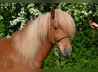 Pony Islandese, Stallone, 14 Anni, Sauro