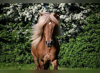 Pony Islandese, Stallone, 14 Anni, Sauro