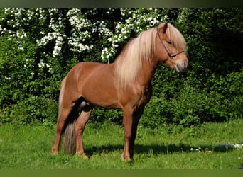 Pony Islandese, Stallone, 14 Anni, Sauro