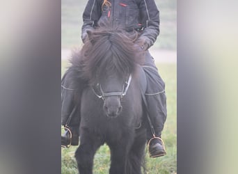 Pony Islandese, Stallone, 15 Anni, 140 cm, Morello