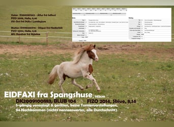 Pony Islandese, Stallone, 16 Anni, 145 cm, Pezzato