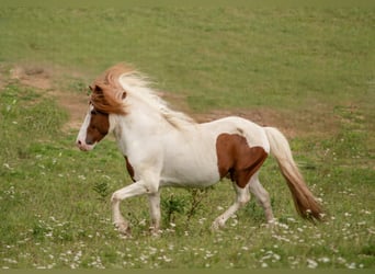 Pony Islandese, Stallone, 16 Anni, 145 cm, Pezzato