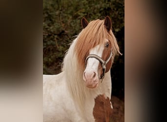 Pony Islandese, Stallone, 16 Anni, 145 cm, Pezzato