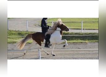 Pony Islandese, Stallone, 17 Anni, 149 cm, Pezzato